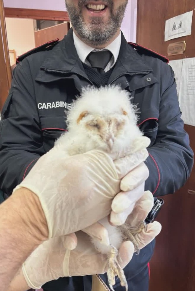 Il barbagianni salvato in Calabria