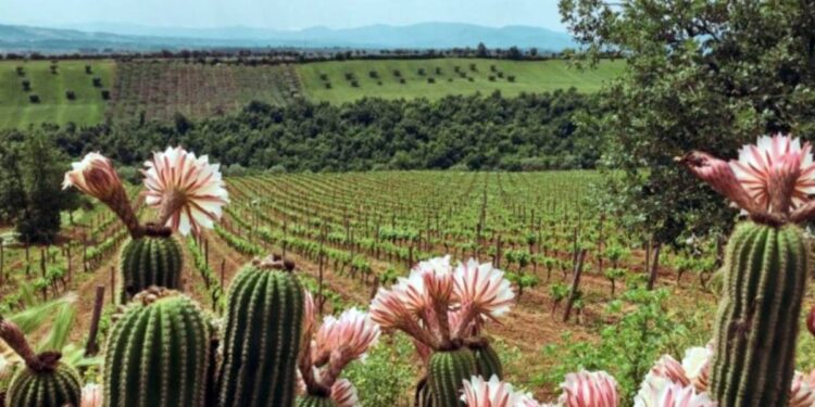 Una immagine del territorio calabrese ricco di biodiversità