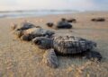 Caretta Caretta
