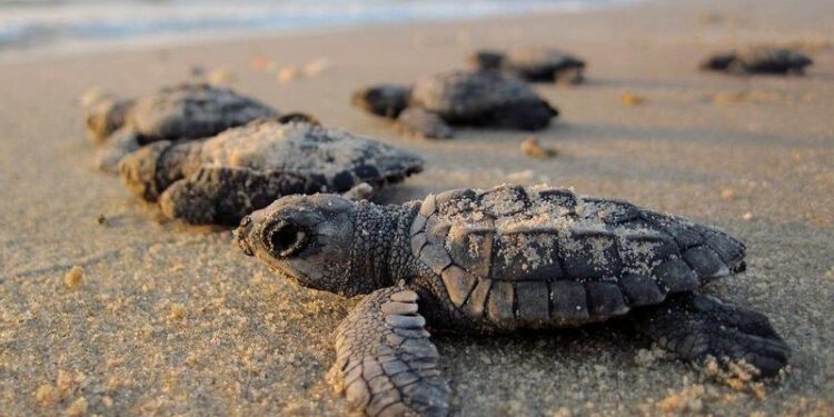 Caretta Caretta