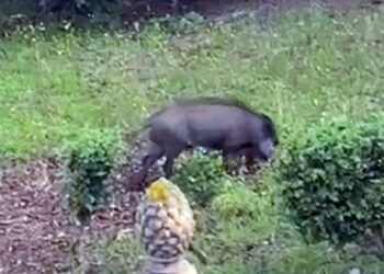 Il cinghiale avvistato alla villa comunale di Vibo Valentia