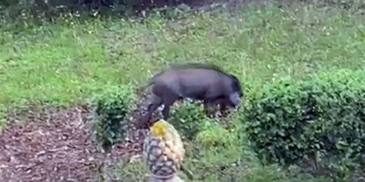 Il cinghiale avvistato alla villa comunale di Vibo Valentia