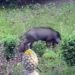Il cinghiale avvistato alla villa comunale di Vibo Valentia