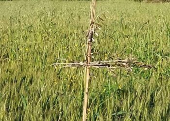 A Caria di Drapia sopravvive l’antico rito contadino della “Croce di Canna”