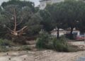 Gli alberi abbattuti in piazza Salvemini a Vibo Valentia