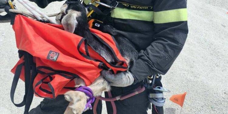 Capretta bloccata sulla scogliera a Ricadi, intervengono i Vigili del fuoco