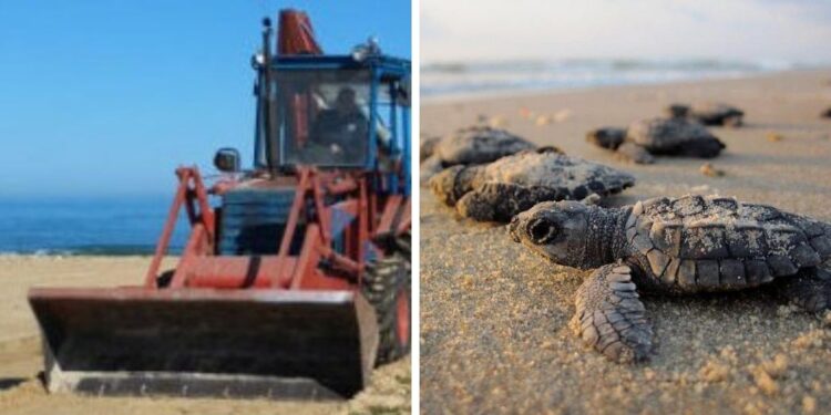 Litorali calabresi. Ennesima denuncia del Wwf: «Ancora ruspe sulle spiagge. Basta, fermatevi»