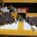 Parte del sequestro della Guardia di finanza a Cosenza