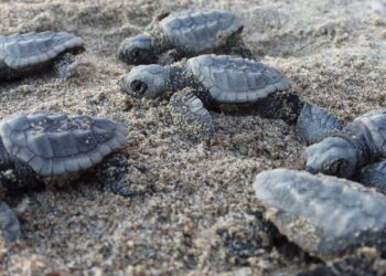 Zambrone: stipulato il Protocollo d’intesa “Comuni Amici delle tartarughe Marine”