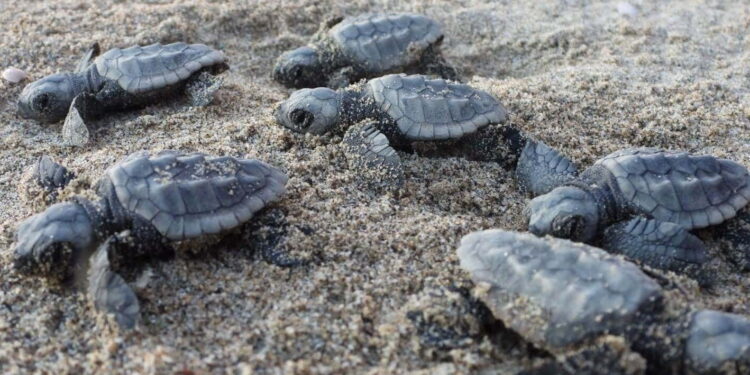 Zambrone: stipulato il Protocollo d’intesa “Comuni Amici delle tartarughe Marine”