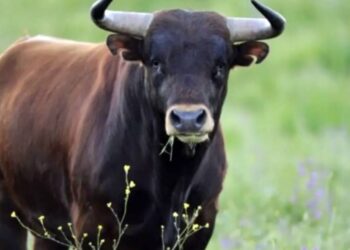 Un esemplare di toro