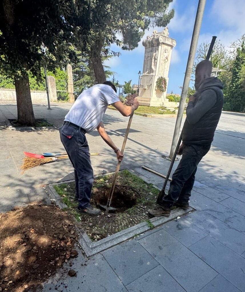 La piantumazione di nuovi alberi su viale Regina Margherita a Vibo Valentia