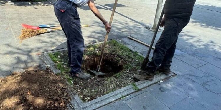La piantumazione di nuovi alberi su viale Regina Margherita a Vibo Valentia