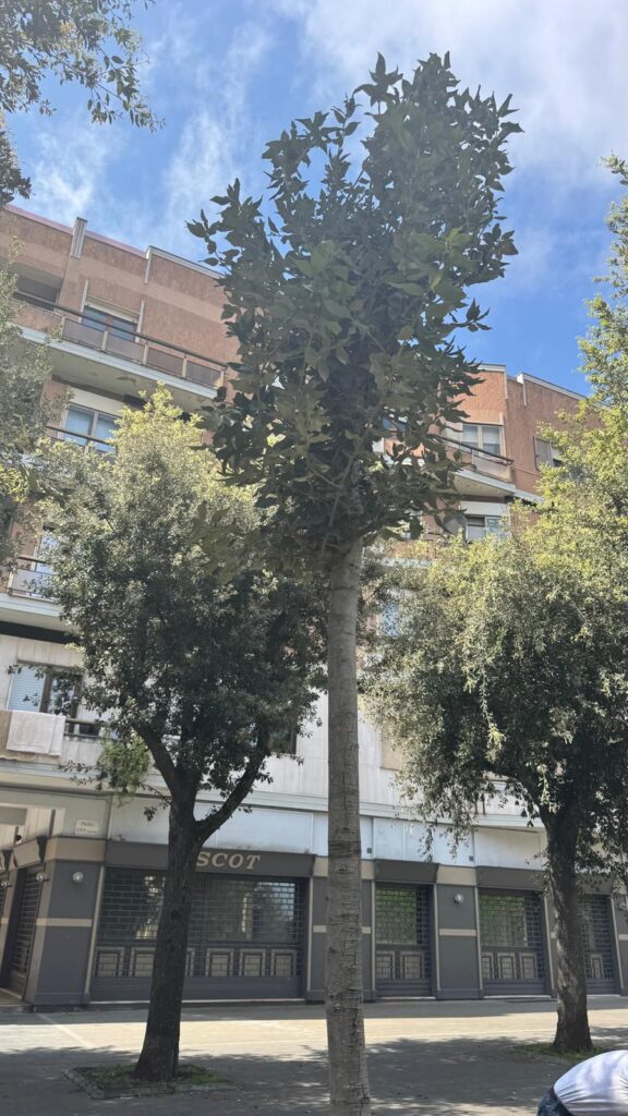 La piantumazione di nuovi alberi su viale Regina Margherita a Vibo Valentia