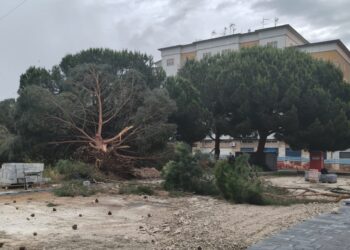 Pini abbattuti a Vibo, il Wwf replica al Comune: «Versione mistificata, parole non veritiere. Ecco i fatti»
