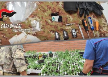 Droga nel Vibonese, due arresti: cocaina in casa e marijuana nella vegetazione