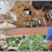 Droga nel Vibonese, due arresti: cocaina in casa e marijuana nella vegetazione