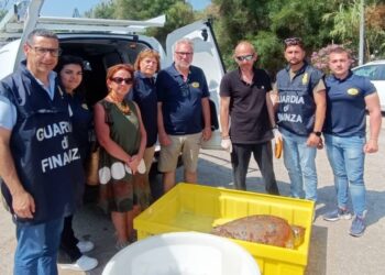 Il salvataggio della tartaruga a Coccorino, in provincia di Vibo Valentia