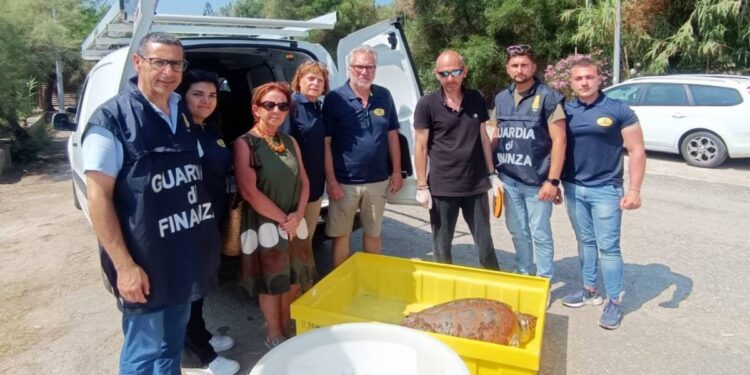 Il salvataggio della tartaruga a Coccorino, in provincia di Vibo Valentia
