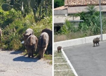 A Tropea è nuovamente allarme cinghiali: diverse le segnalazioni dei cittadini