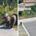 A Tropea è nuovamente allarme cinghiali: diverse le segnalazioni dei cittadini
