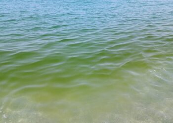 Mare verde a Pizzo, Arpacal conferma: «Dovuto alla crescita delle microalghe»