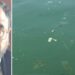 Mare «pattumiera» nel Vibonese, rabbioso Colelli (Pd): «La Regione tuteli cittadini e turisti»