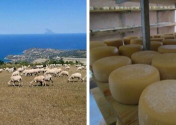 Il formaggio pecorino del Monte Poro