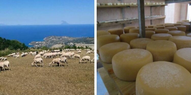 Il formaggio pecorino del Monte Poro