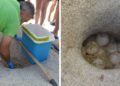 Ricadi. Tartarughe caretta caretta: messo in sicurezza il nido della spiaggia del Tono