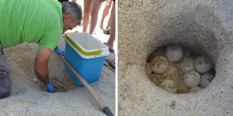 Ricadi. Tartarughe caretta caretta: messo in sicurezza il nido della spiaggia del Tono