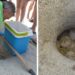 Ricadi. Tartarughe caretta caretta: messo in sicurezza il nido della spiaggia del Tono