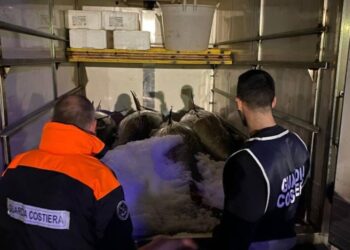 Il sequestro dei mille kg di tonno rosso da parte della Guardia costiera in Calabria