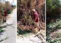 Pino Alviano, componente di Europa Verde, mentre sfalcia le sterpaglie a bordo strada