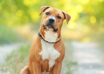 Un cane di razza American Staffordshire Terrier