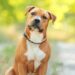Un cane di razza American Staffordshire Terrier