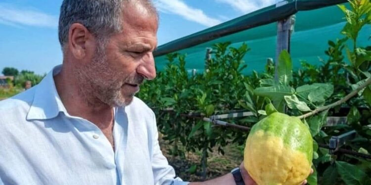 Adduci (Consorzio del Cedro) ai 104 sindaci calabresi: «No ai muri, siamo la terra dell’accoglienza»