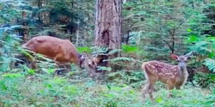 Parco delle Serre, avvistati nuovi cuccioli di cervo italico: la specie era scomparsa da tempo