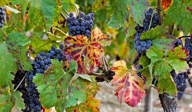 Il Cirò Classico diventa Dop. Occhiuto e Gallo: «Trionfo per la vitivinicoltura calabrese»