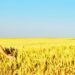 Un giovane agricoltore in un campo