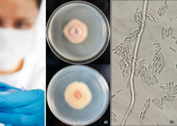 Il minuscolo fungo che aiuterà medicina e ambiente: la scoperta in Calabria