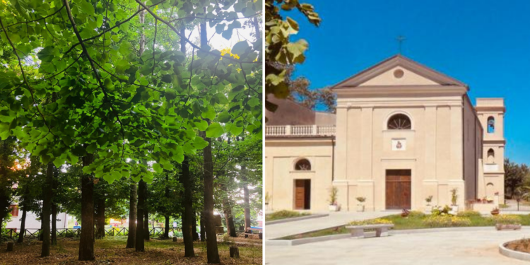 Il profondo respiro di Monteporo: un’antica e grande pineta tra colori e profumi
