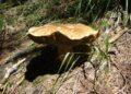 Trovati porcini giganti, un’estate anomala in Calabria: ma non è la prima volta