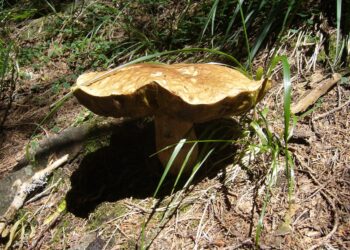 Trovati porcini giganti, un’estate anomala in Calabria: ma non è la prima volta