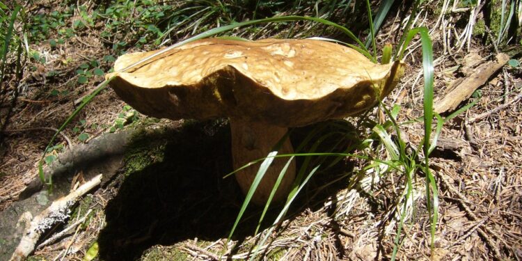 Trovati porcini giganti, un’estate anomala in Calabria: ma non è la prima volta