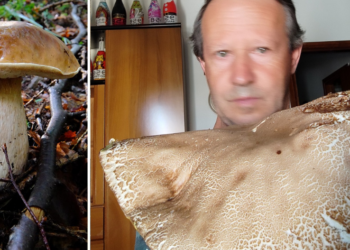 Trovati porcini giganti, un’estate anomala in Calabria: ma non è la prima volta