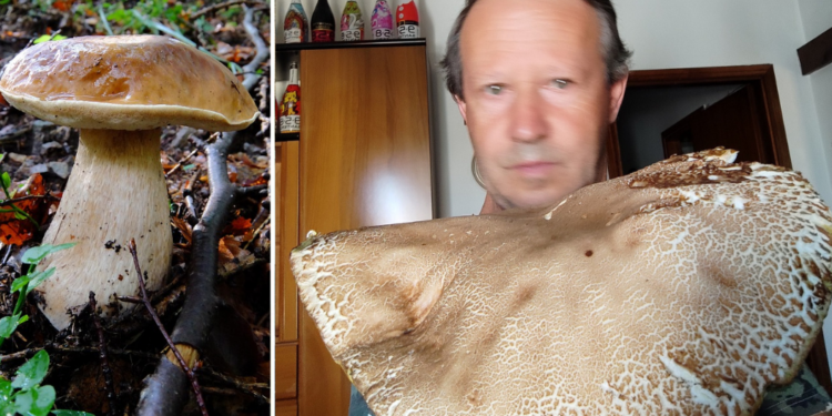 Trovati porcini giganti, un’estate anomala in Calabria: ma non è la prima volta