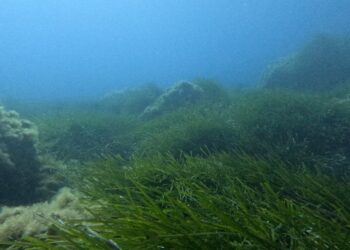 Una foresta sottomarina di posidonia nel fondale di Capo Vaticano