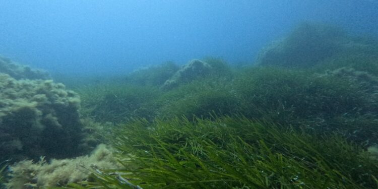 Una foresta sottomarina di posidonia nel fondale di Capo Vaticano