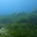 Una foresta sottomarina di posidonia nel fondale di Capo Vaticano
